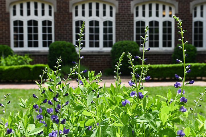 shakespearegarden-19-4964-2.jpg UTC building