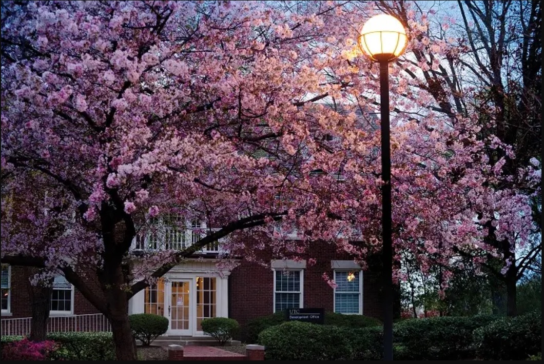 Cherry Blossom cherry blossom in front of College of Business