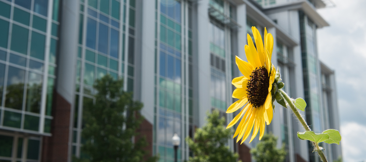 Flowers in front of Library