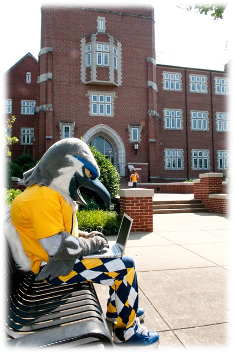 Scrappy on bench with a laptop