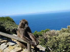 Monkey on top of mountain overlooking water