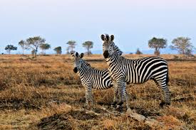 Cape Town Game Reserve International Business Two zebras standing alone in the prairie