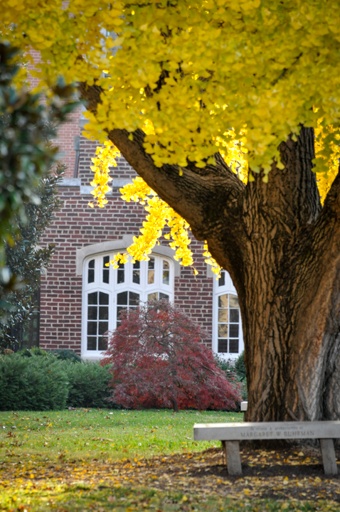 Campus in Fall Ginko tree with yellow leaves on campus