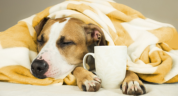 Coffee Dog