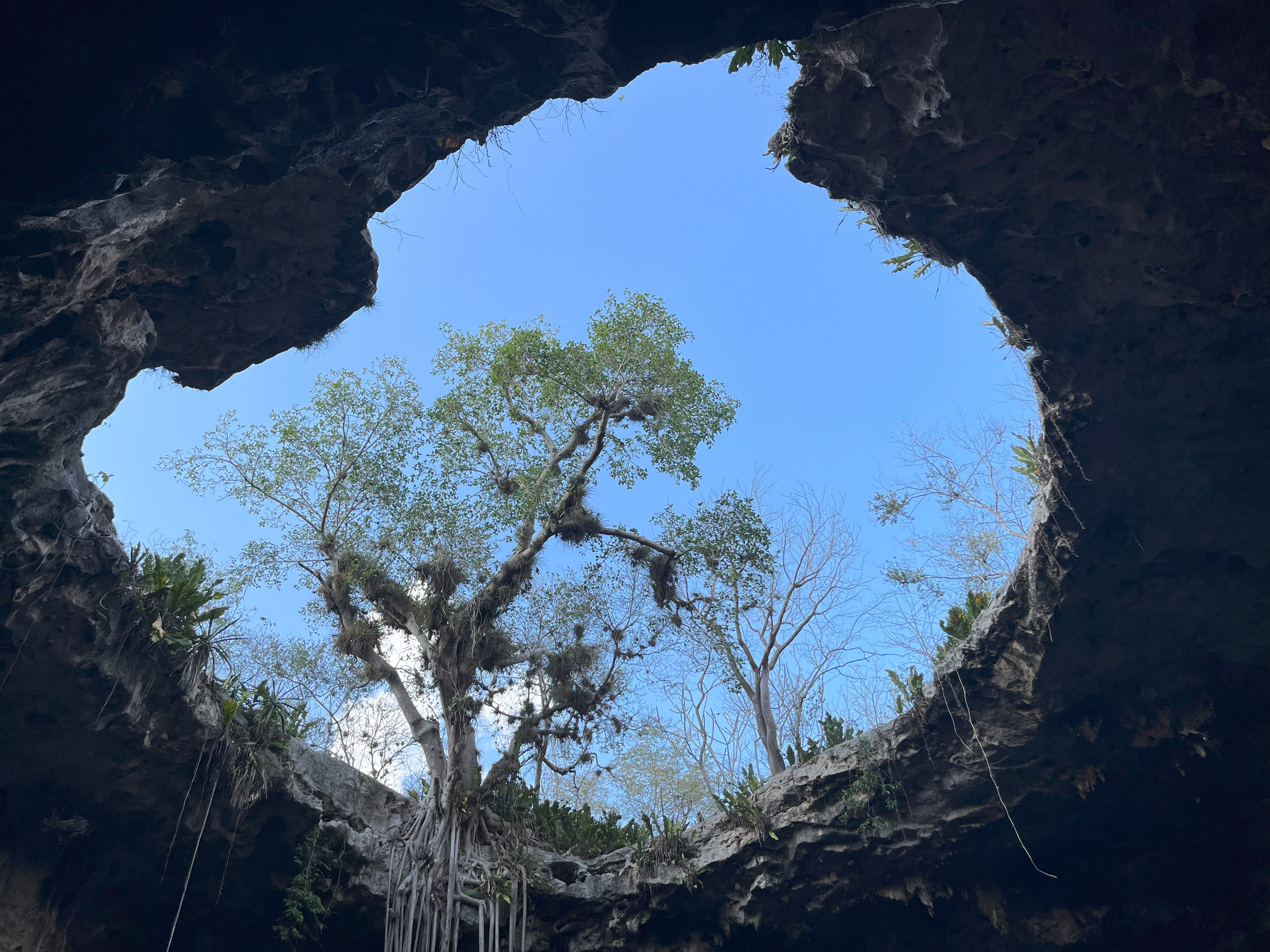 A view from "The Underworld" at Cenotes Santa Barbara "A view from the Underworld" - Photo of a tree and the sky as seen through the cenote opening captured from the water