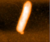 Bacteria Escherichia Coli Bacteria Escherichia Coli