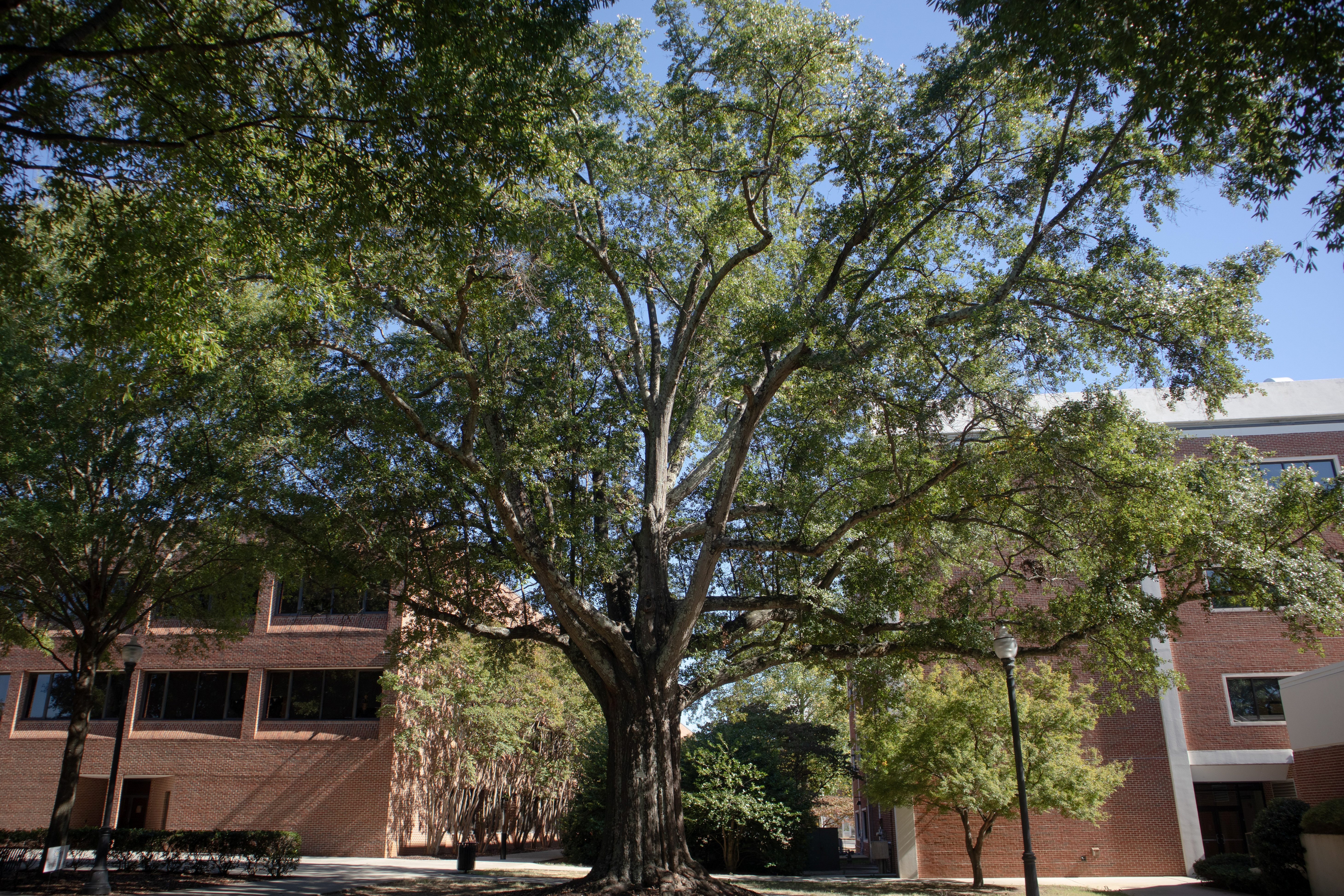 Water Oak