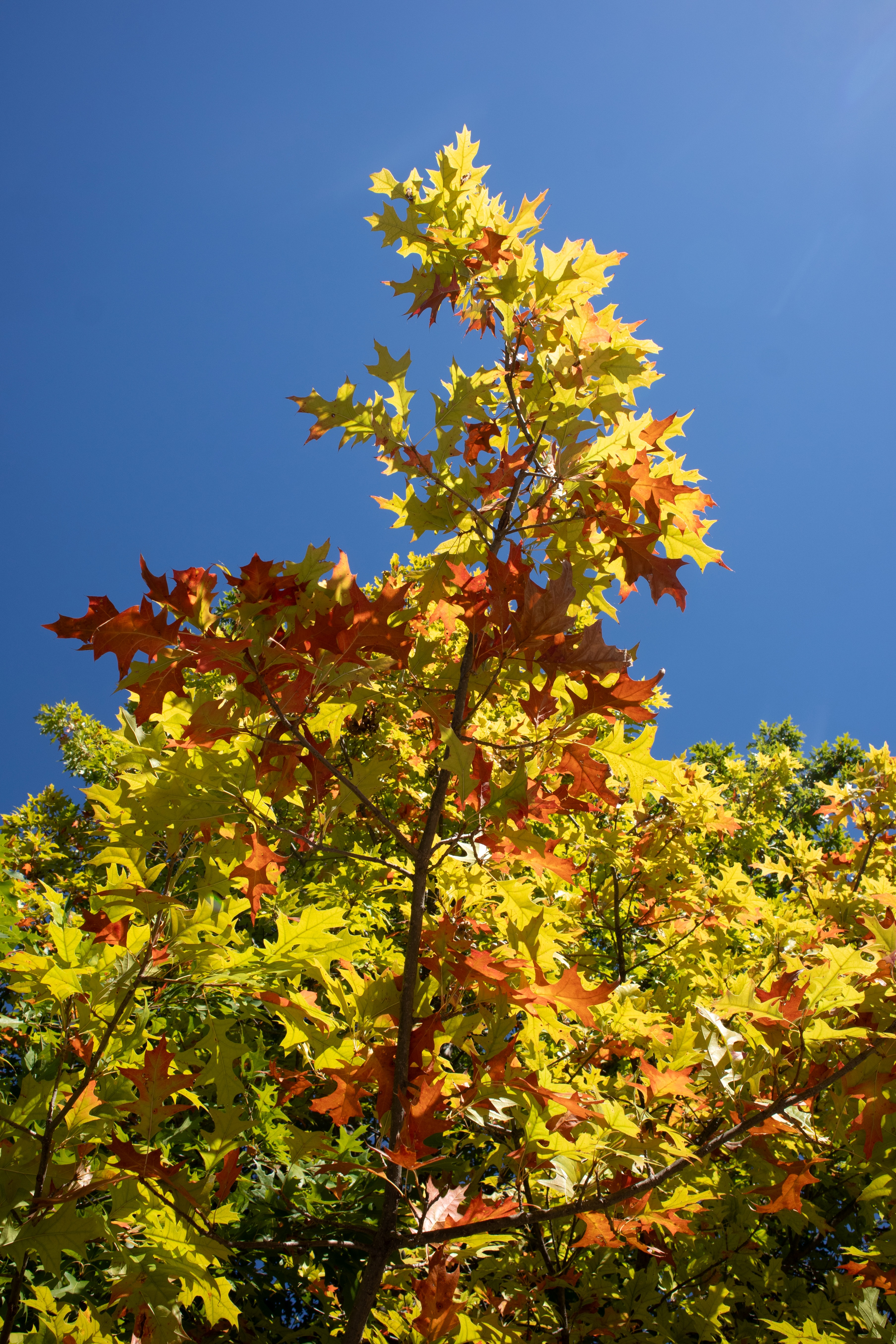 Red Maple