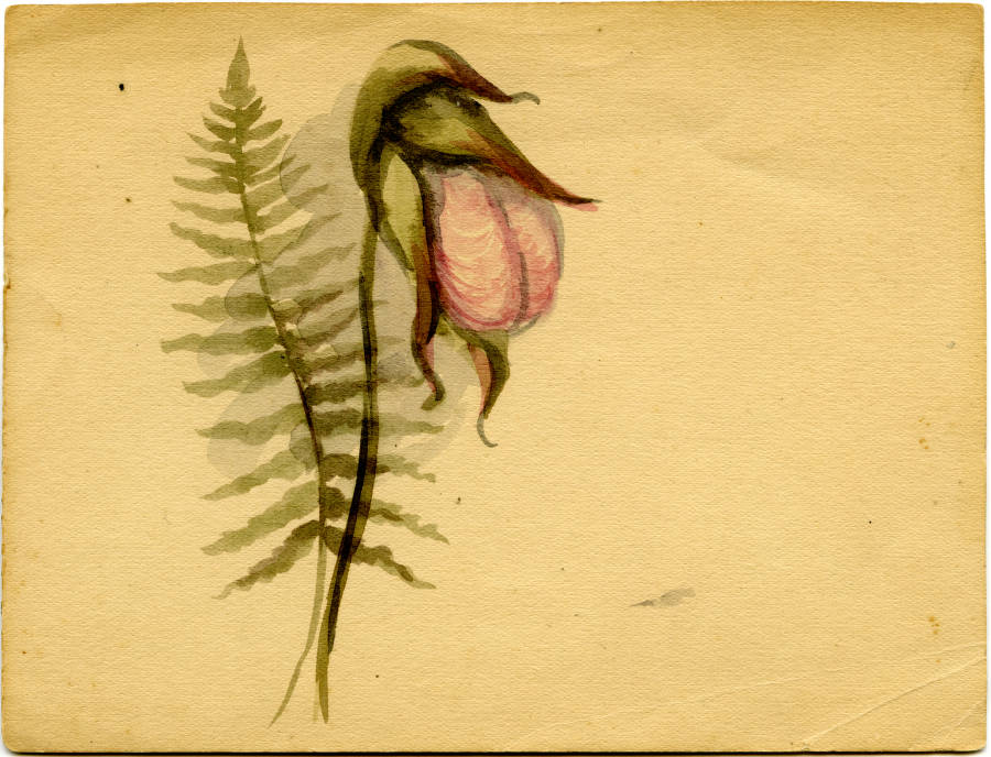 Pink lady slipper and fern painting, undated. Courtesy of the University of Tennessee at Chattanooga Special Collections.