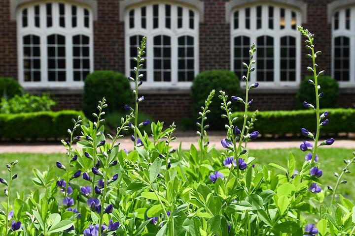 shakespearegarden-19-4964-2.jpg UTC building
