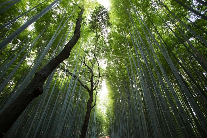 an upward angle of a very green forest