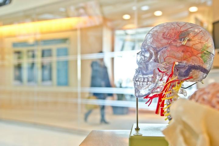 a clear human skull showing all of the internal system sitting in a big room