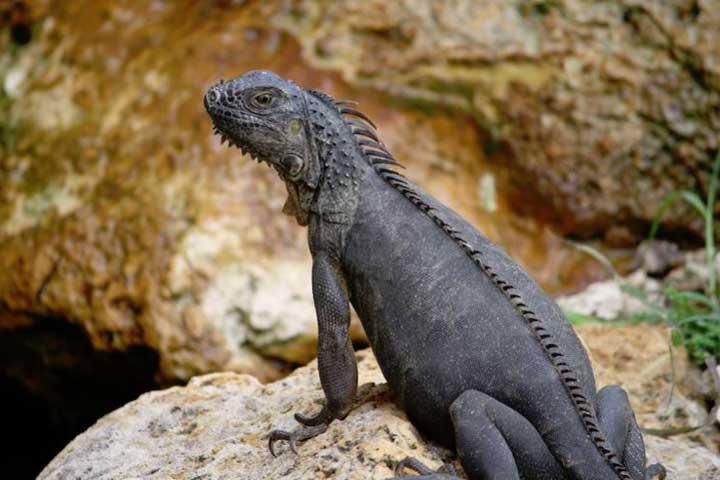 Iguana on a rock