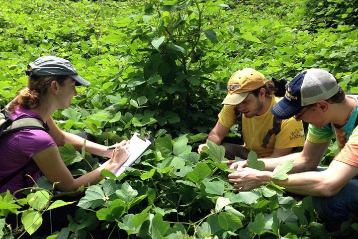 plant ecology
