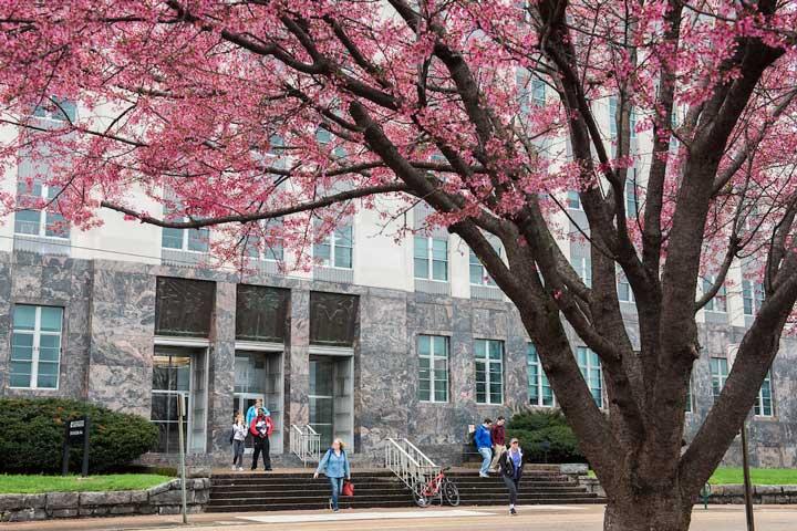 Cherry blossom tree facing 501 McCallie Building
