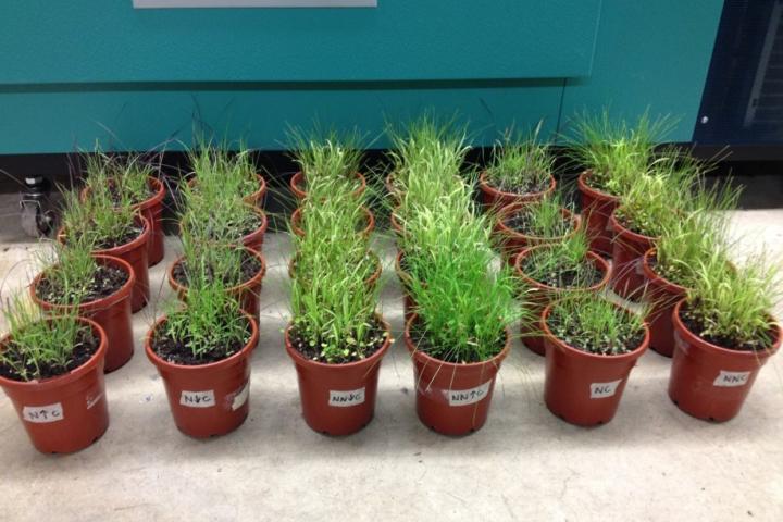 RM Grass Species RM Grass Species
