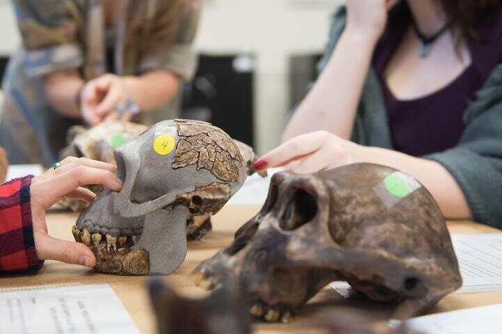Primate skulls on lab table