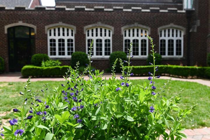 Shakespeare Garden image 1