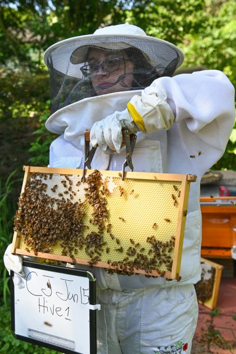 Beekeeper moving a panel of bees