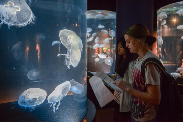 Sustainable Mocs TN Aquarium 4 Student studying jellyfish at TN Aquarium
