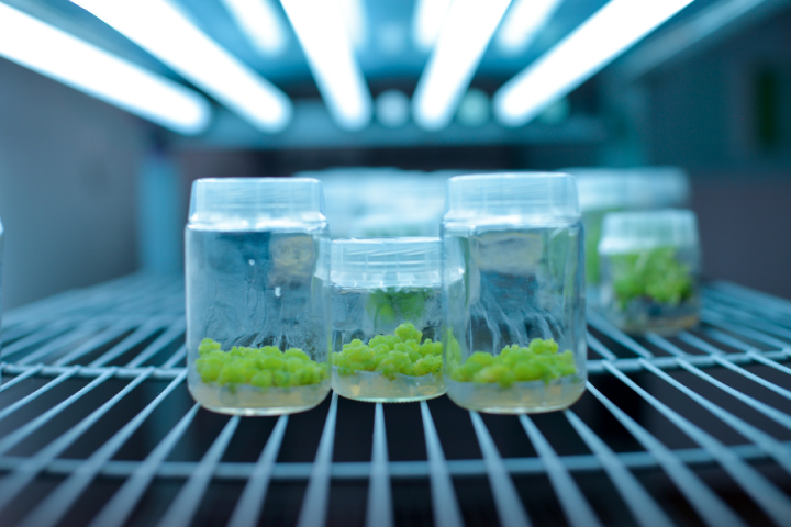 plants in glass jars