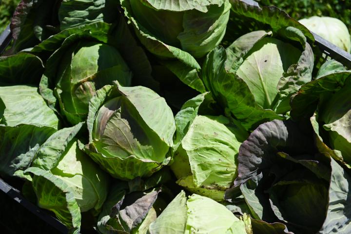 Benefits of Urban Farming Benefits of Urban Farming