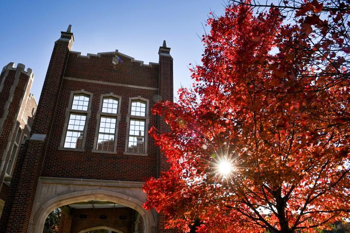 Tree in the fall by Chamberlain Field 