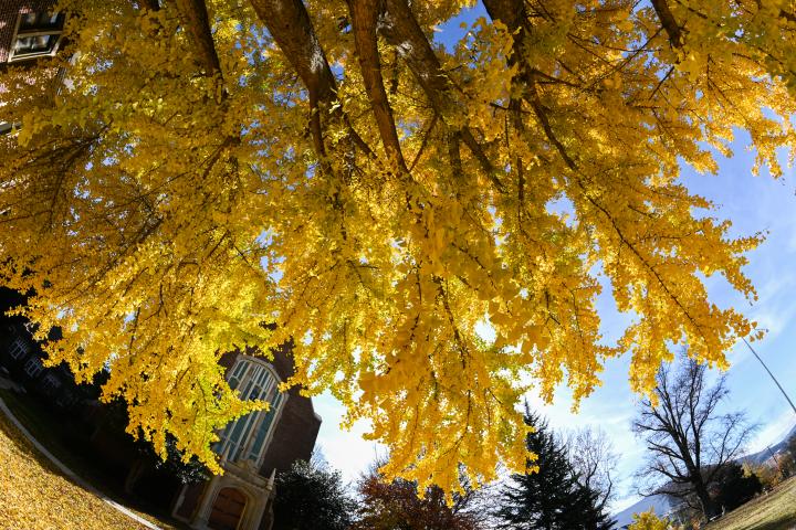 fall leaves campus 2