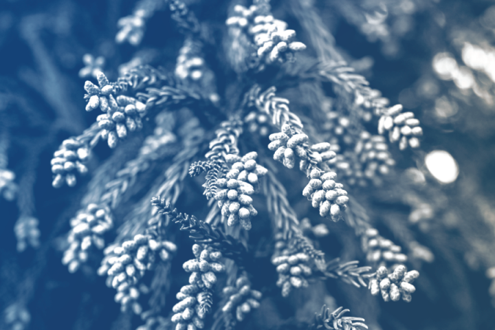Blue and Gold UTC Tree Texture Closeup 