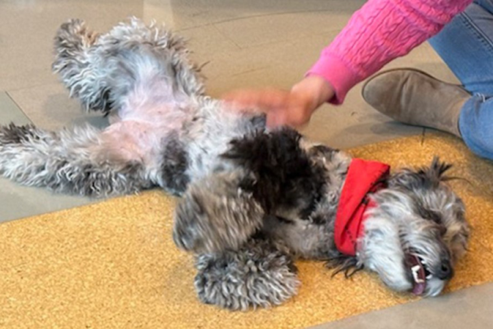 Photograph of therapy dog Piper receiving a belly rub.