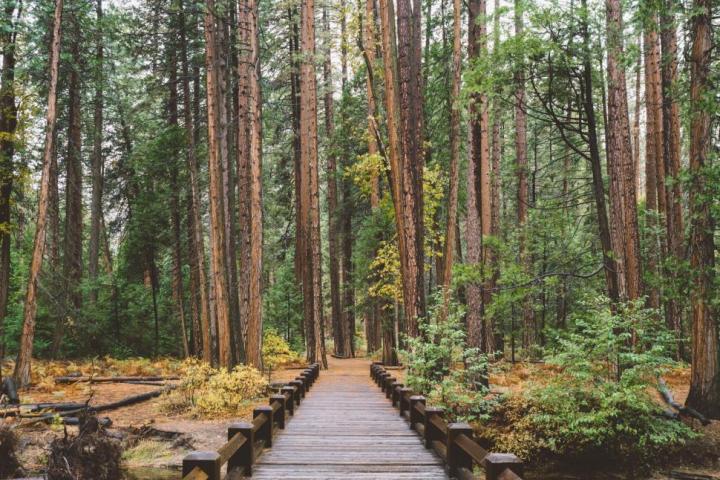 Path through woods