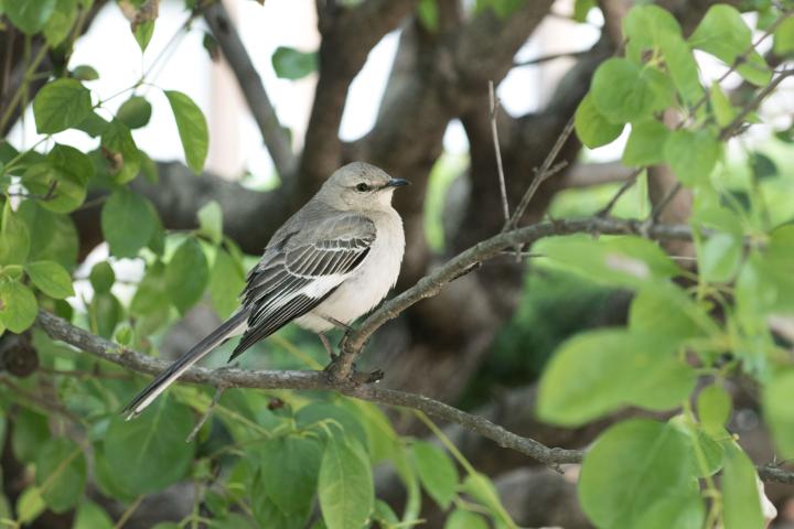 Mockingbird on tree branch
