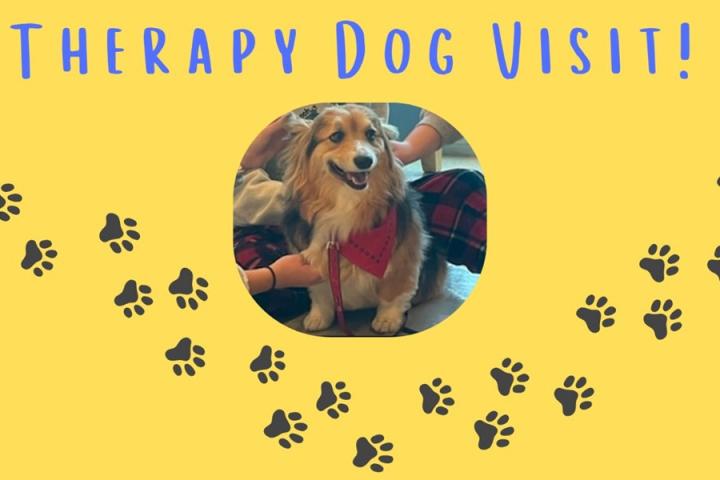 A therapy dog providing stress relief to students