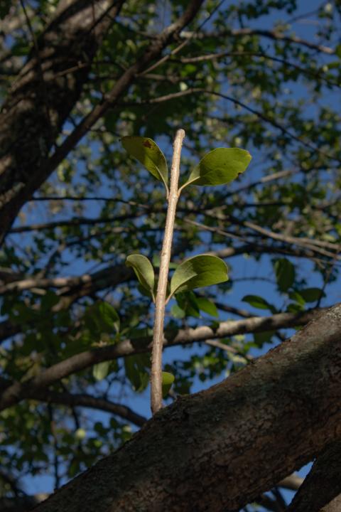 Chinese Fringetree