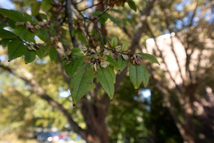Lacebark Elm