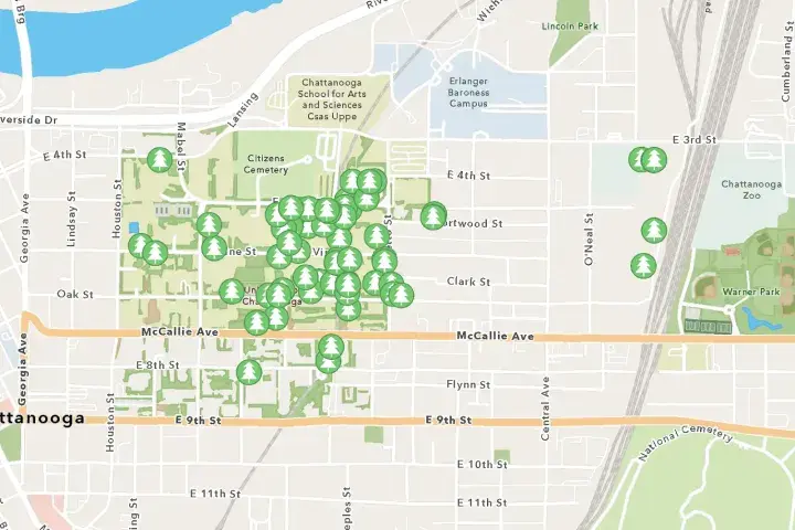 Map of the University of Tennessee at Chattanooga area showing green tree markers clustered across campus, mostly between Vine Street, Oak Street, McCallie Avenue, Palmetto Street, and Douglas Street, with a few markers farther east near O’Neal Street and the Chattanooga Zoo area.