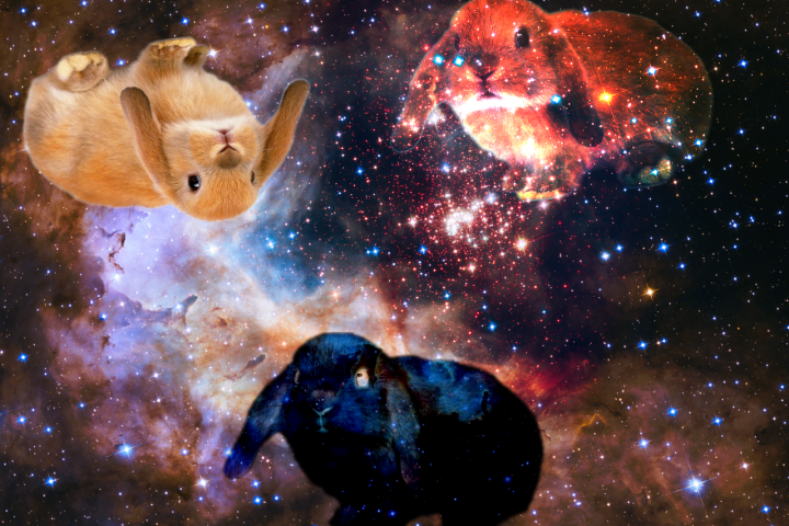 Space Bunnies
