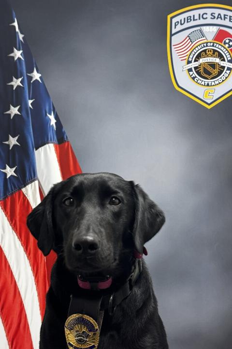 K9 Sophie Photo