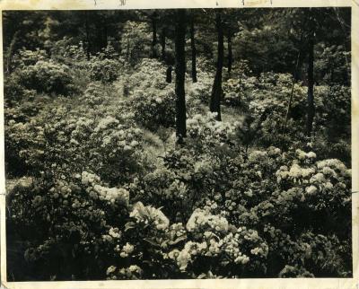 Photograph from As the Indians Left It by Robert Sparks Walker.