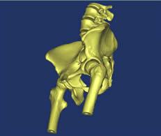 Bone Structure 3D model of pelvic bone structure