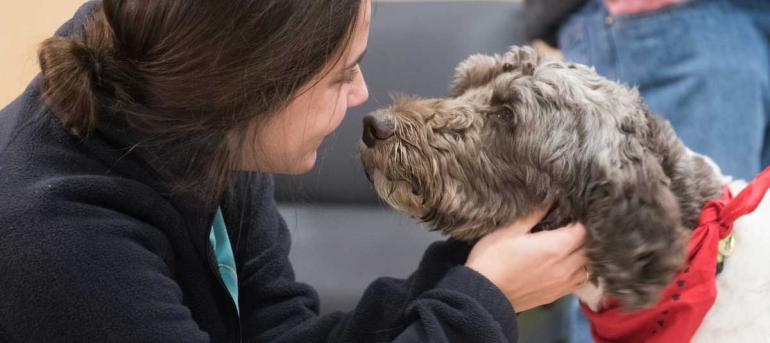 Emotional Support Animals University of Tennessee at