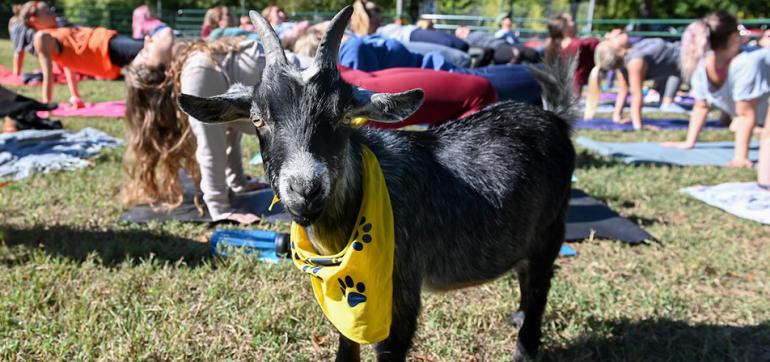 Goat yoga