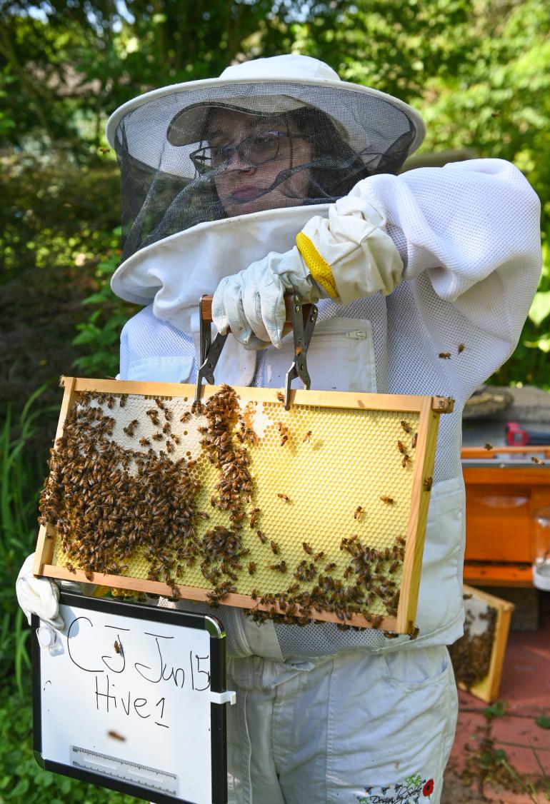 Beekeeper moving a panel of bees