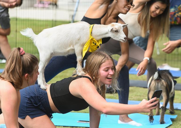 Student doing yoga with a goat 