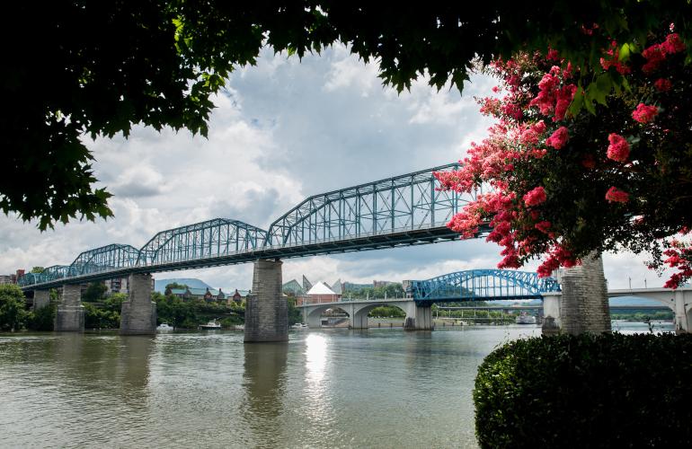 Veiw of the Tennessee River and the Walnut Street Bridge with pink flowers