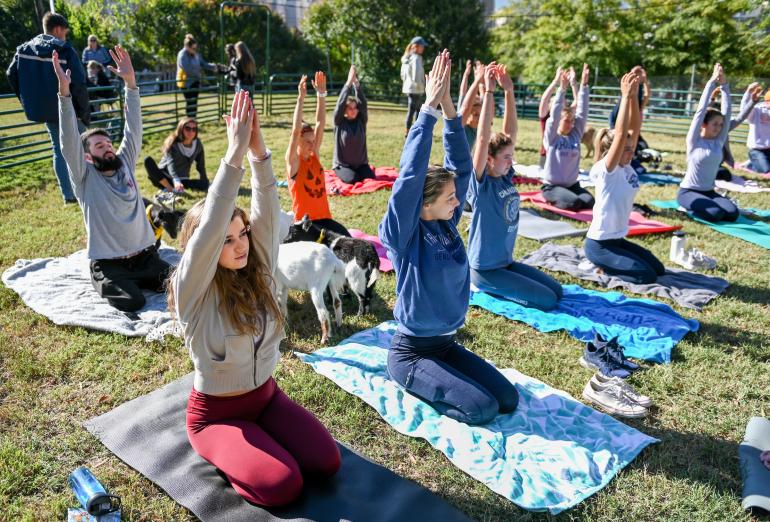 goat-yoga-19