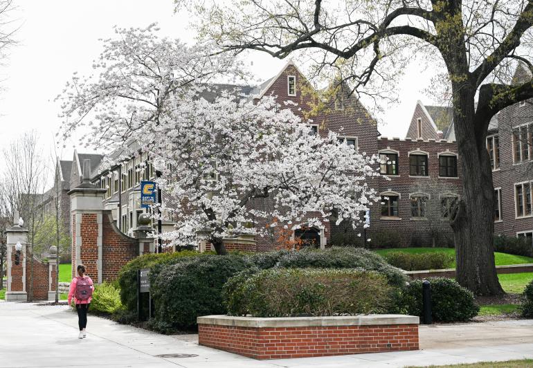 Spring Trees on Oak Street spring-trees on oak street looking at founders hall and race hall