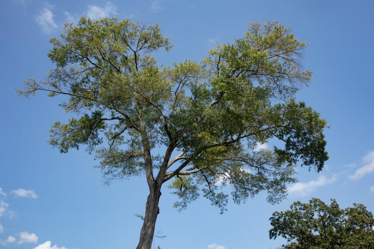 Willow Oak