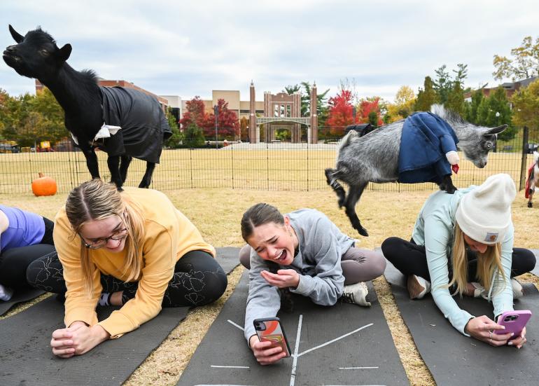 Three people do yoga outdoors while small goats climb on their backs.