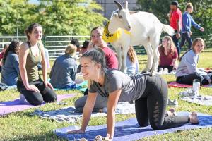 Goat yoga Goat yoga